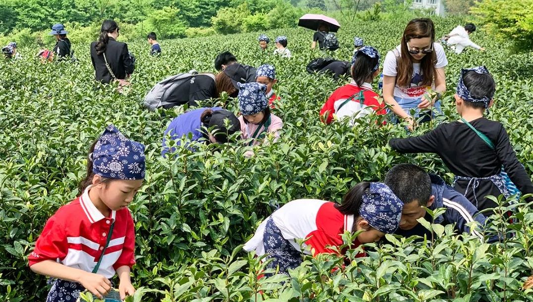 【自然研学】田园嘉乐比-传承茶文化